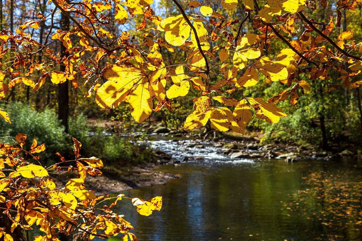 Golden autumn leaves over the Patapsco River in Patapsco Valley State Park